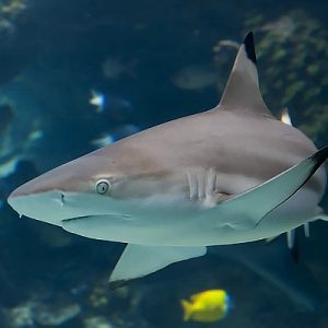Blacktip Reef Shark - Koh Tao