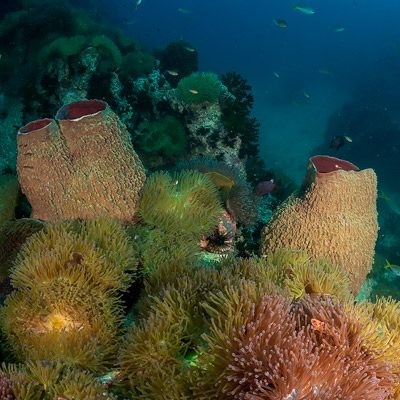Chumphon Pinaccles Reefs