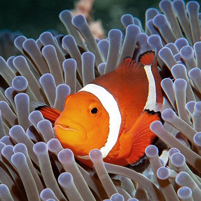 Clown Fish Ang Tong National Marine Park