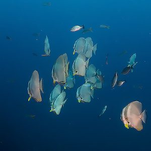 Schooling pelagics Chumphon Pinnacles