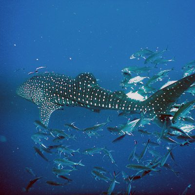 whale-shark-sail-rock-koh-samui