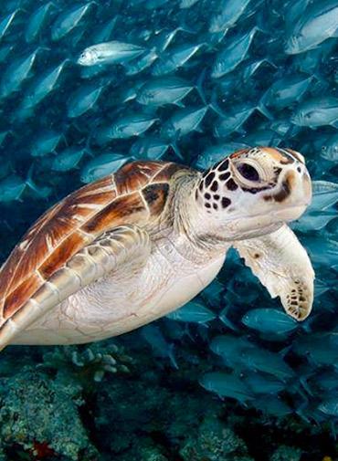Bg Koh Tao MM