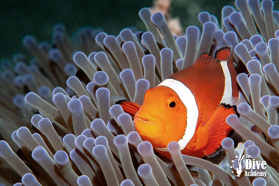 Dive Tour Angthong National Marine Park Dive Tour Angthong National Marine Park