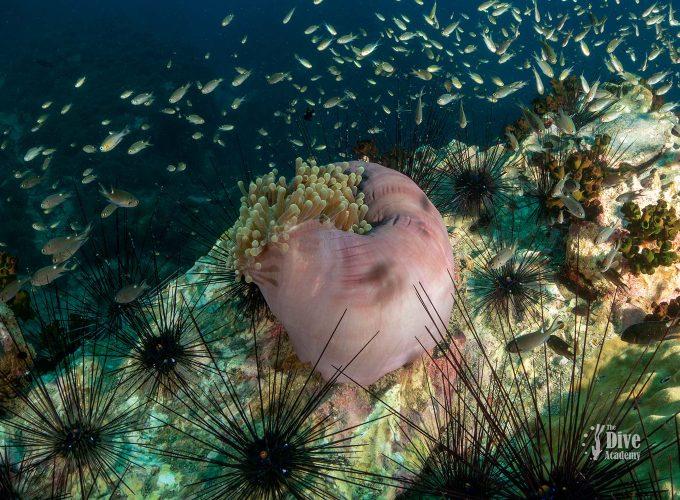 Dive Tour Chumphon Pinnacles The Dive Academy