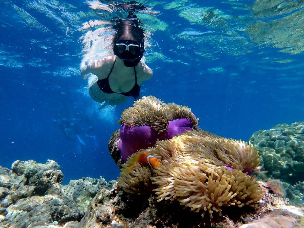 Snorkel Tour Koh Tao From Koh Samui
